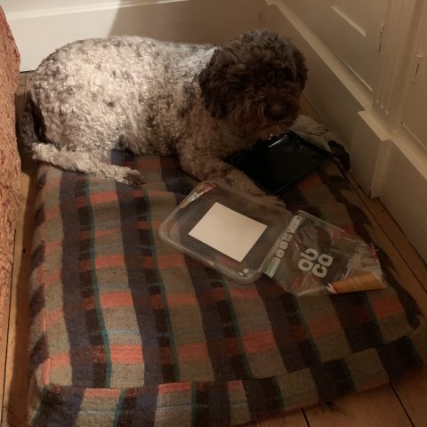 Lottie on her old bed with foraging trophy